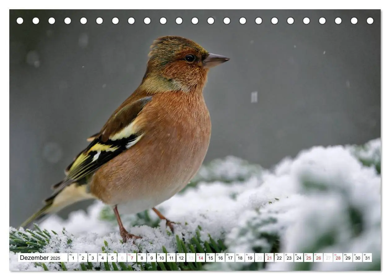 Bild: 9783435616183 | Heimische Gartenvögel (Tischkalender 2025 DIN A5 quer), CALVENDO...
