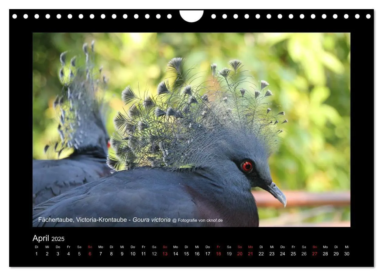 Bild: 9783435786183 | Wildtiere (Wandkalender 2025 DIN A4 quer), CALVENDO Monatskalender