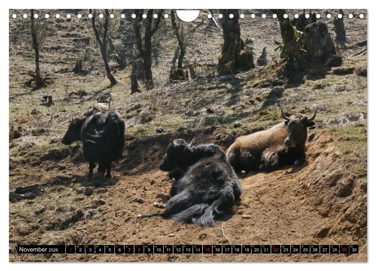 Bild: 9783457946183 | Druk Yul - Szenen aus Bhutan (Wandkalender 2026 DIN A4 quer),...