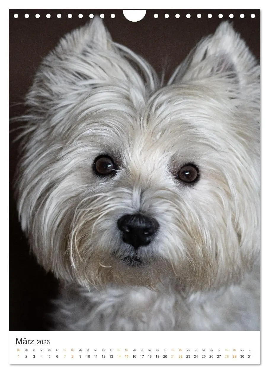 Bild: 9783516276183 | Der Westie - Portrait eines West Highland White Terriers...