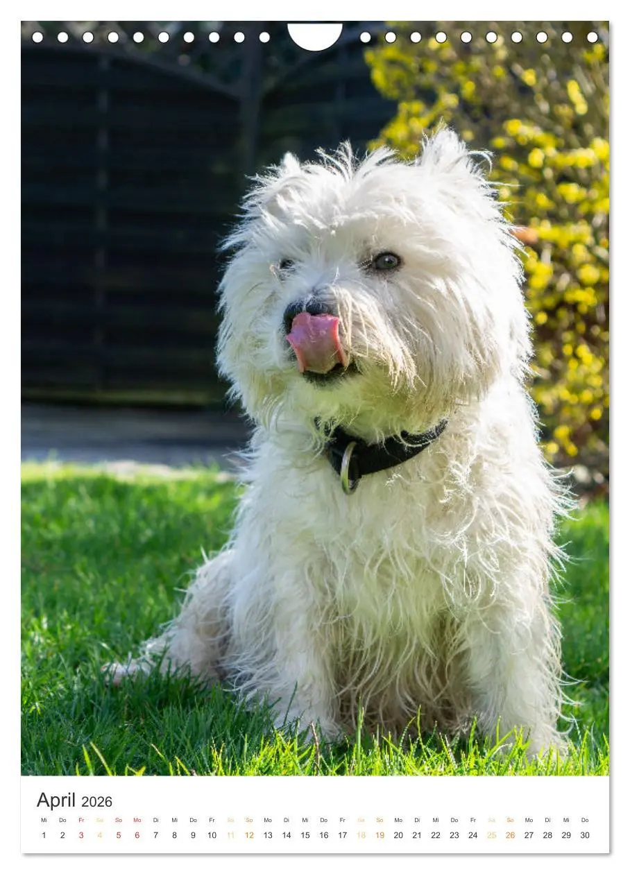 Bild: 9783516276183 | Der Westie - Portrait eines West Highland White Terriers...