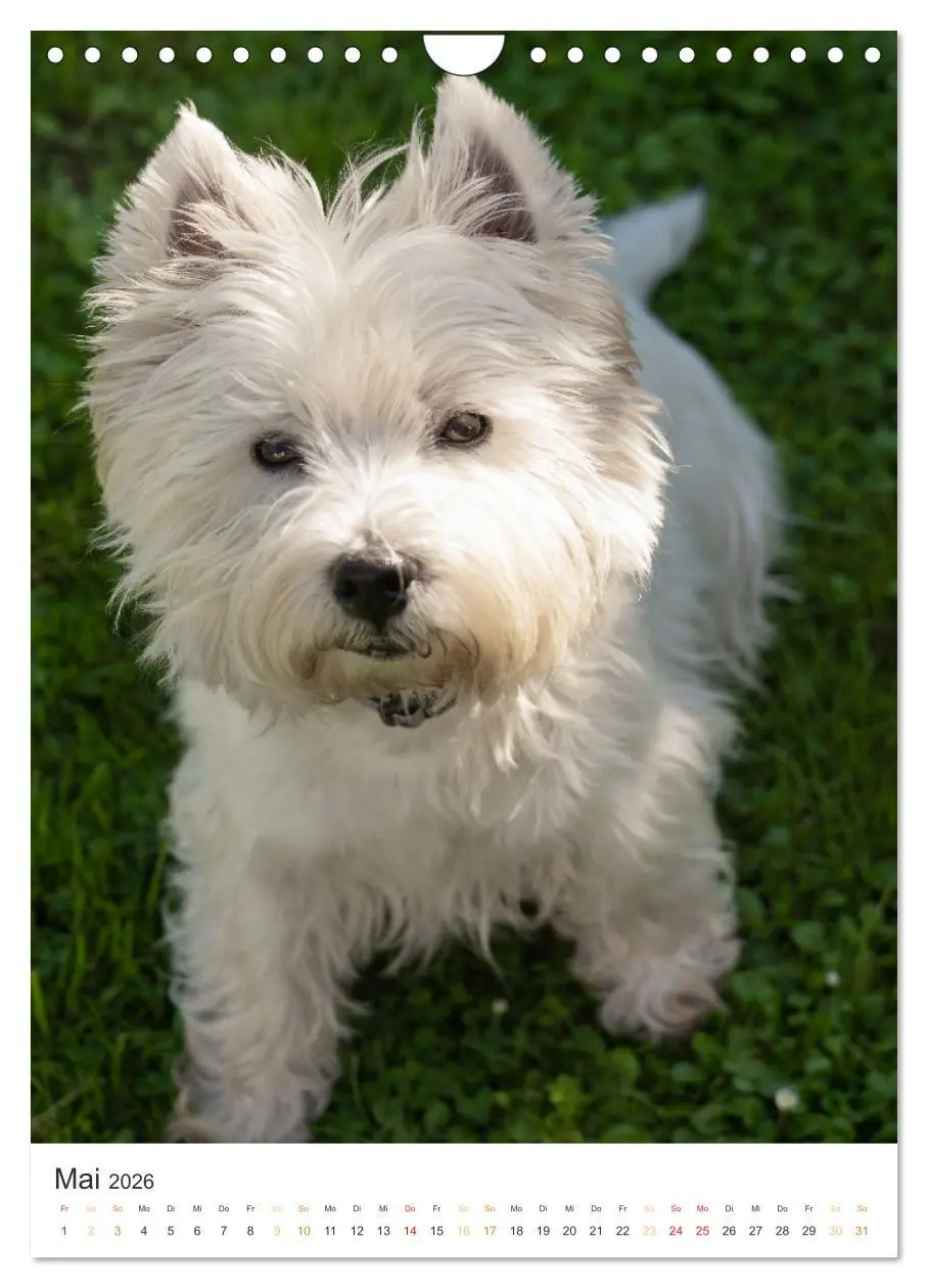 Bild: 9783516276183 | Der Westie - Portrait eines West Highland White Terriers...