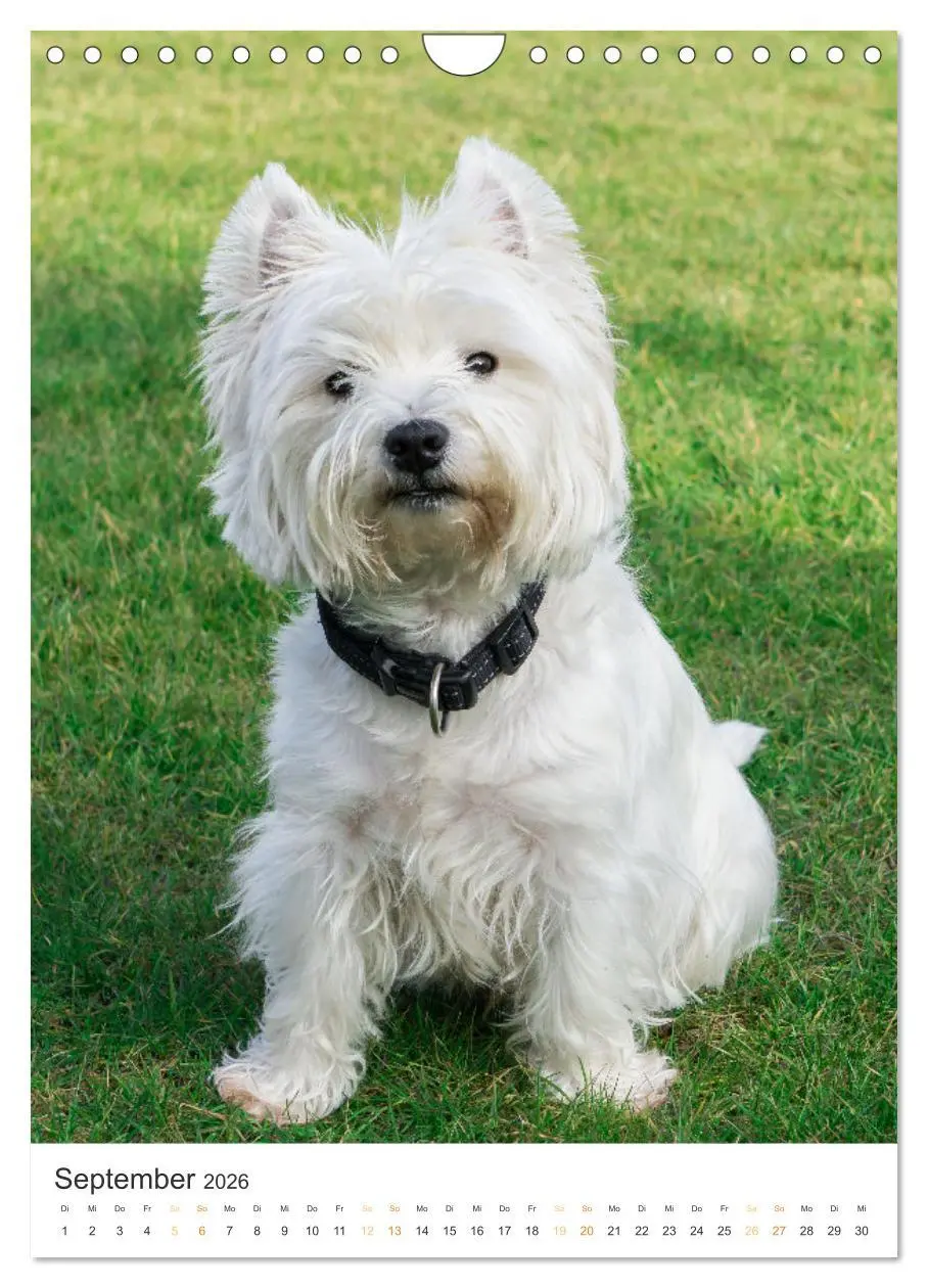 Bild: 9783516276183 | Der Westie - Portrait eines West Highland White Terriers...