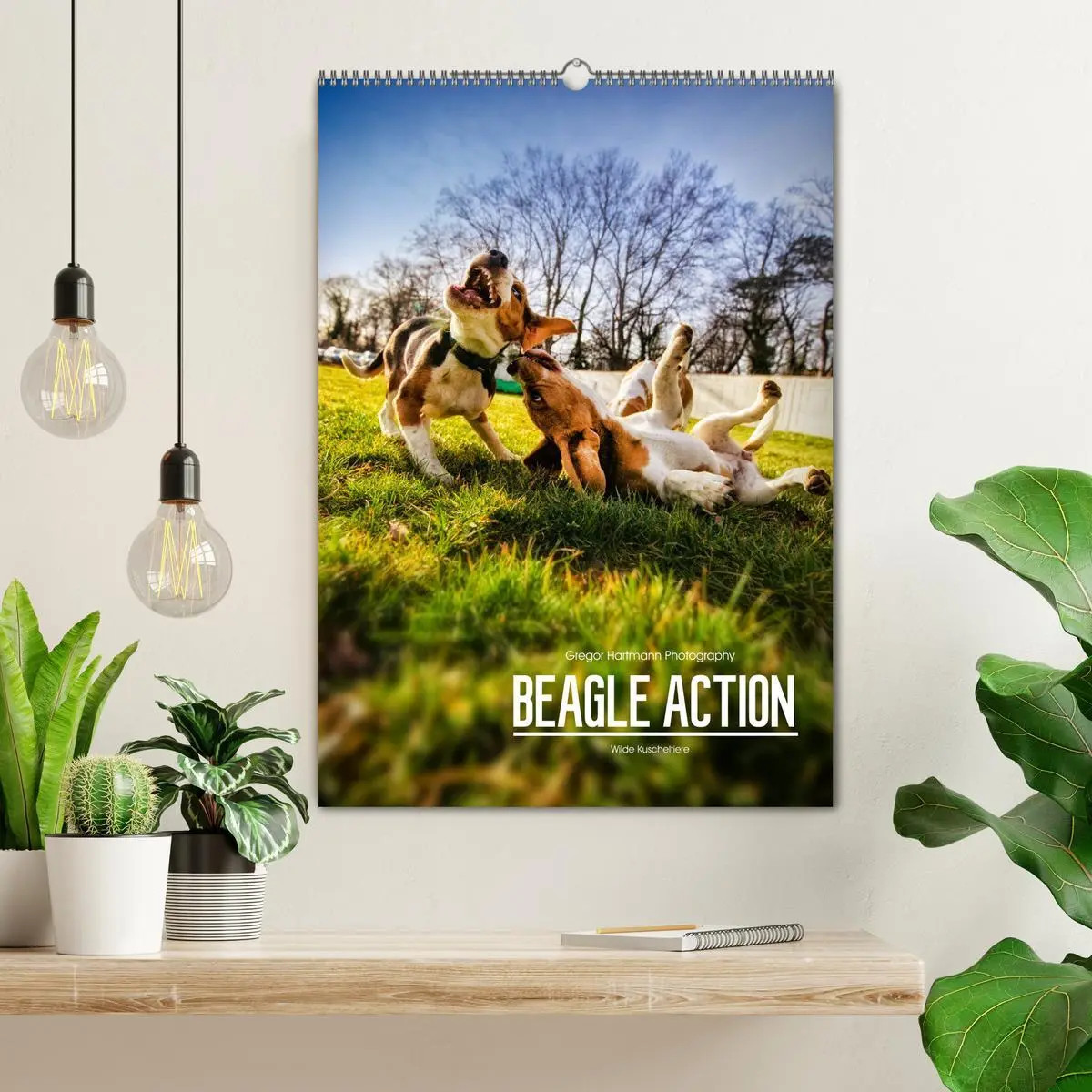 Bild: 9783516416183 | Beagle Action - Wilde Kuscheltiere (Wandkalender 2026 DIN A2 hoch),...