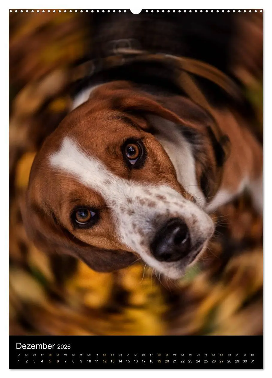 Bild: 9783516416183 | Beagle Action - Wilde Kuscheltiere (Wandkalender 2026 DIN A2 hoch),...