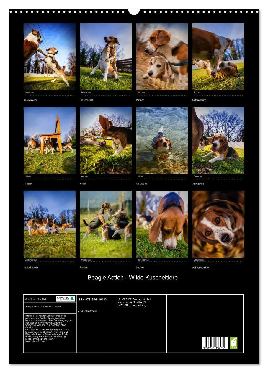 Bild: 9783516416183 | Beagle Action - Wilde Kuscheltiere (Wandkalender 2026 DIN A2 hoch),...