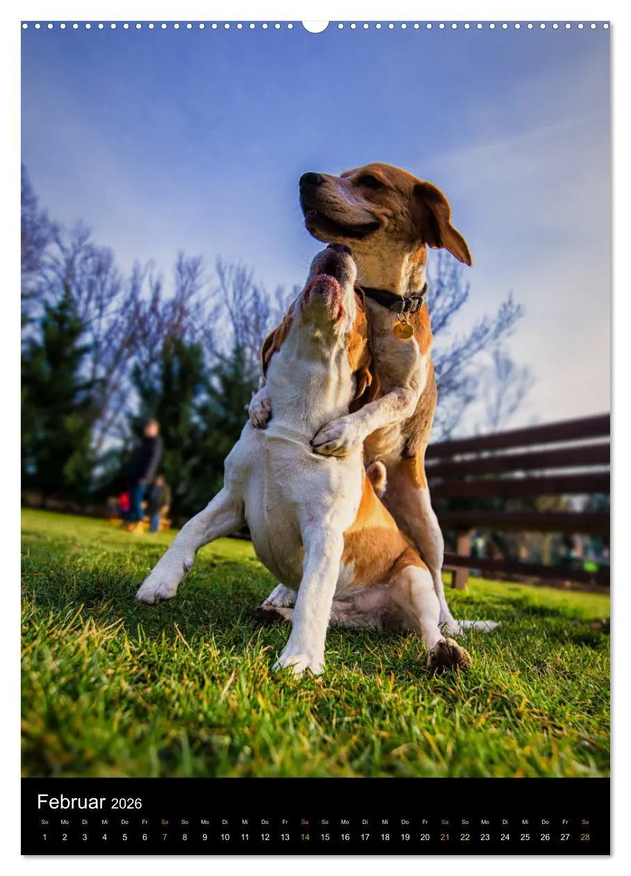 Bild: 9783516416183 | Beagle Action - Wilde Kuscheltiere (Wandkalender 2026 DIN A2 hoch),...