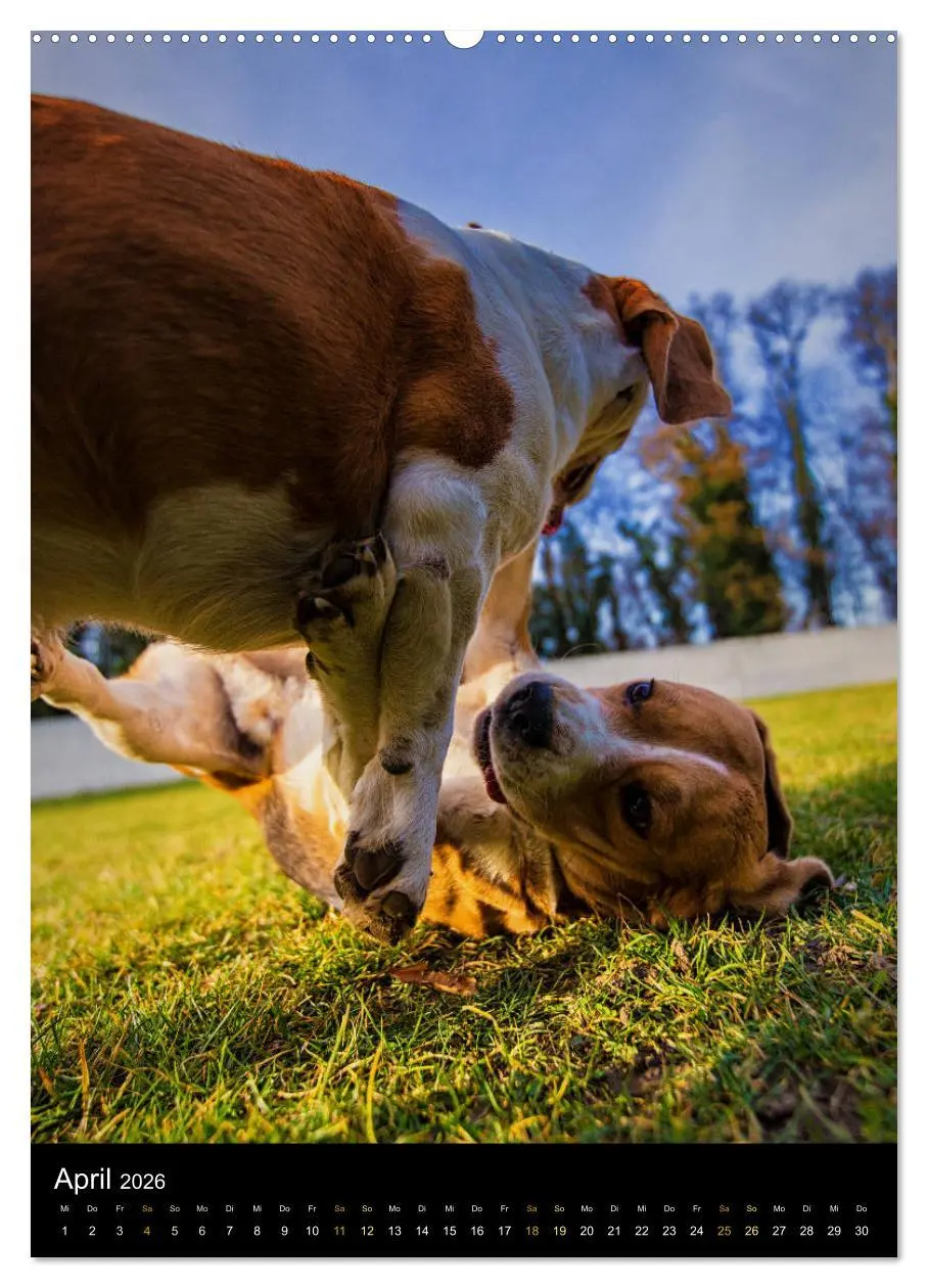 Bild: 9783516416183 | Beagle Action - Wilde Kuscheltiere (Wandkalender 2026 DIN A2 hoch),...