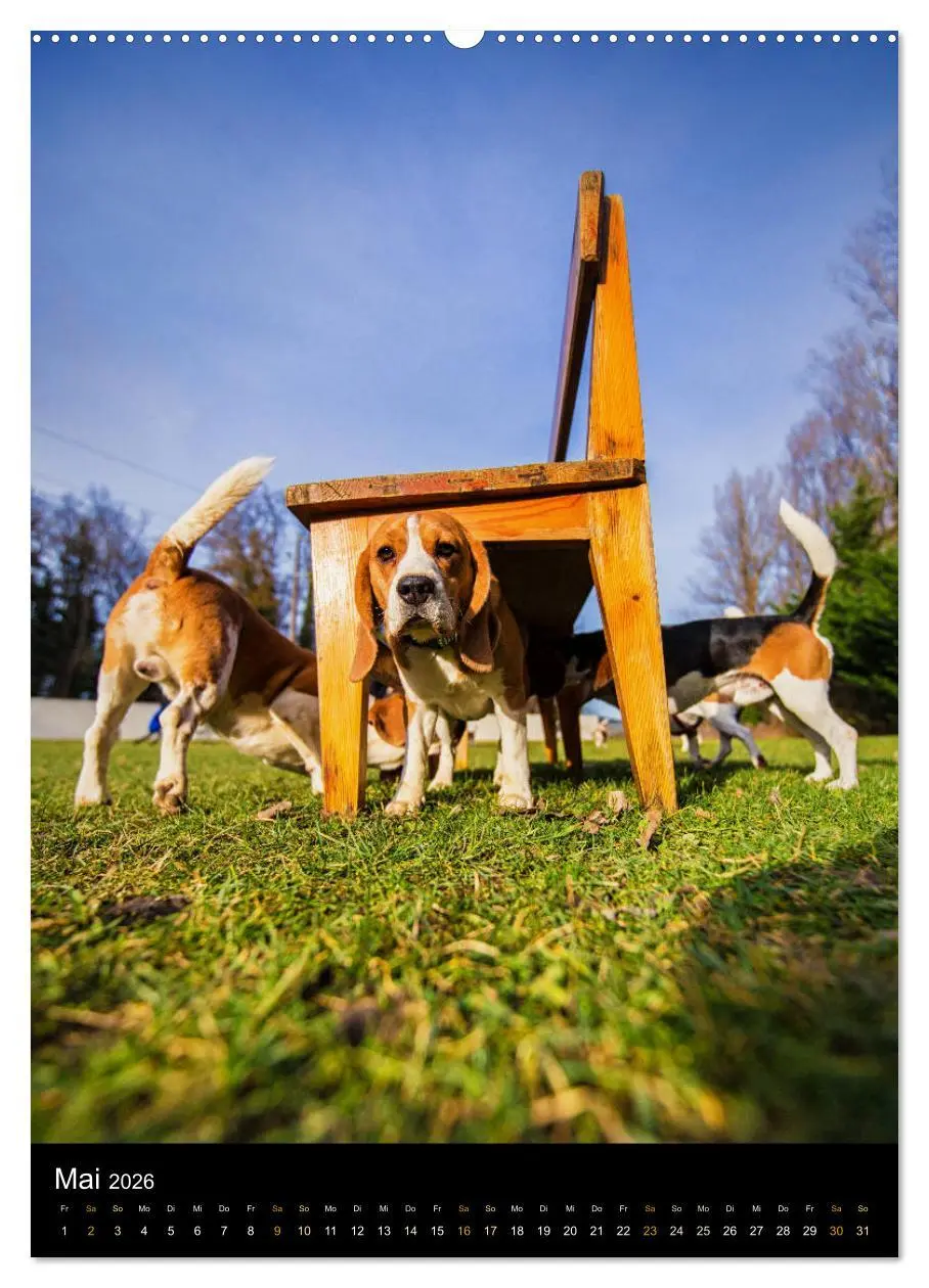 Bild: 9783516416183 | Beagle Action - Wilde Kuscheltiere (Wandkalender 2026 DIN A2 hoch),...