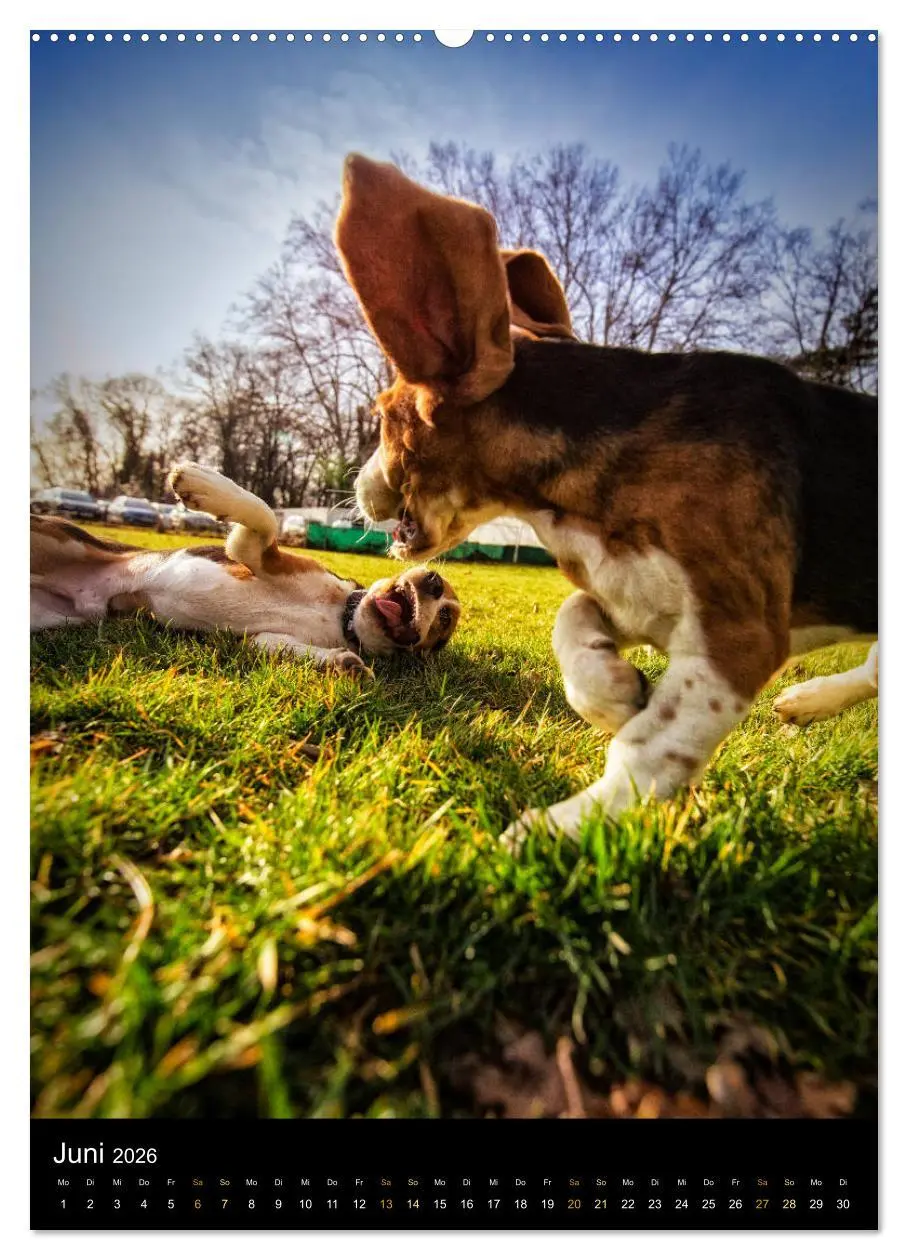Bild: 9783516416183 | Beagle Action - Wilde Kuscheltiere (Wandkalender 2026 DIN A2 hoch),...
