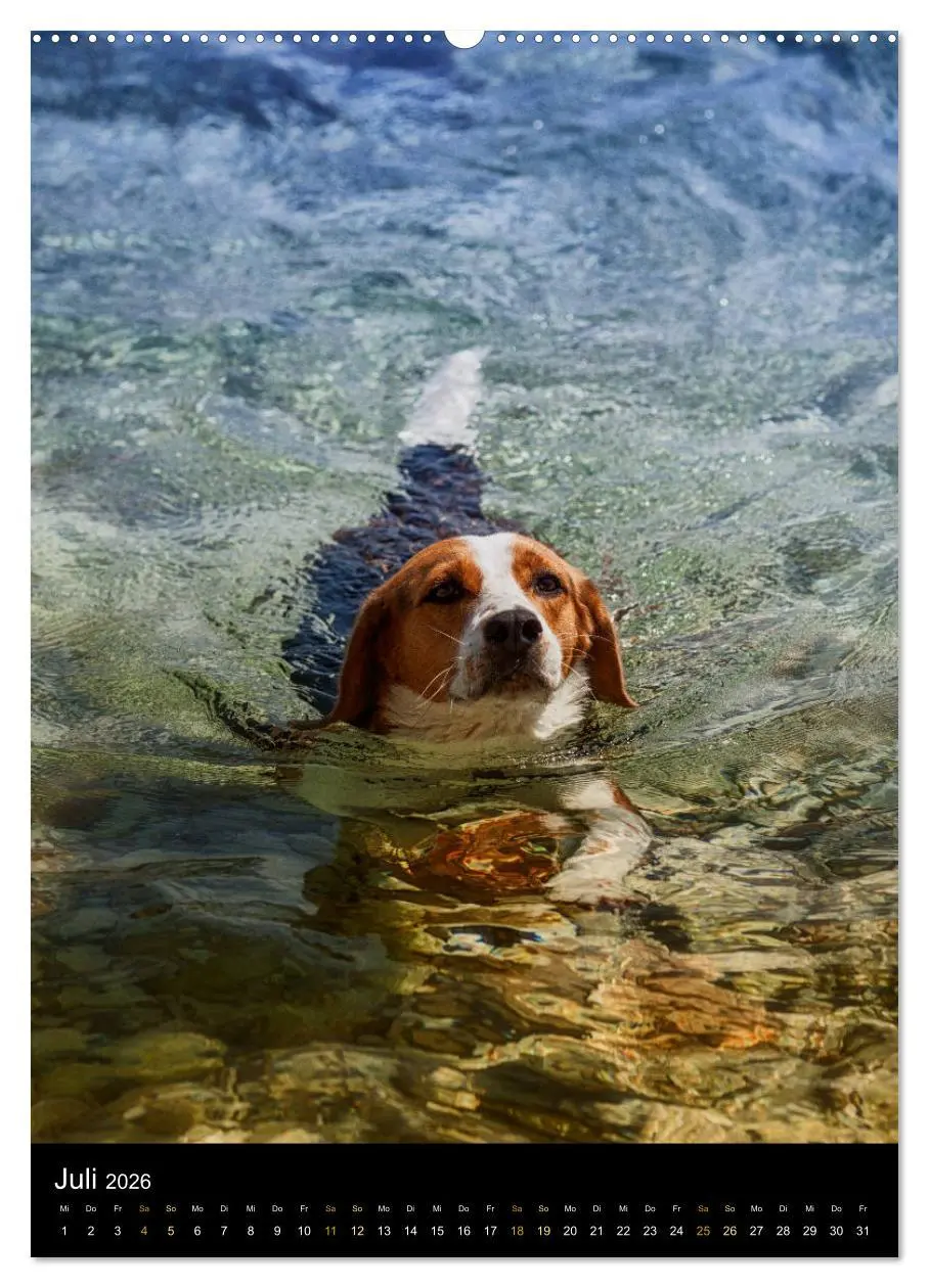 Bild: 9783516416183 | Beagle Action - Wilde Kuscheltiere (Wandkalender 2026 DIN A2 hoch),...