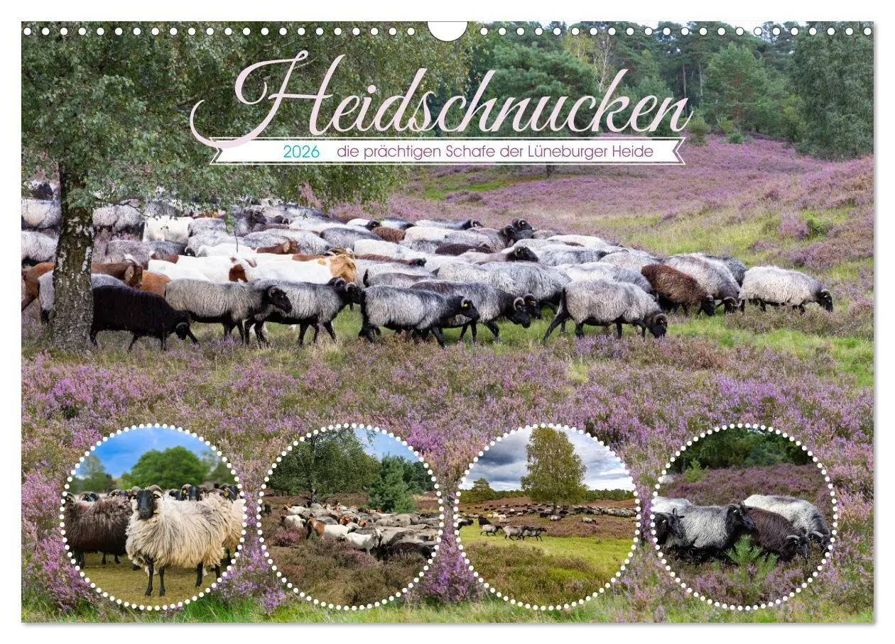 Cover: 9783457486283 | Heidschnucken, die prächtigen Schafe der Lüneburger Heide...