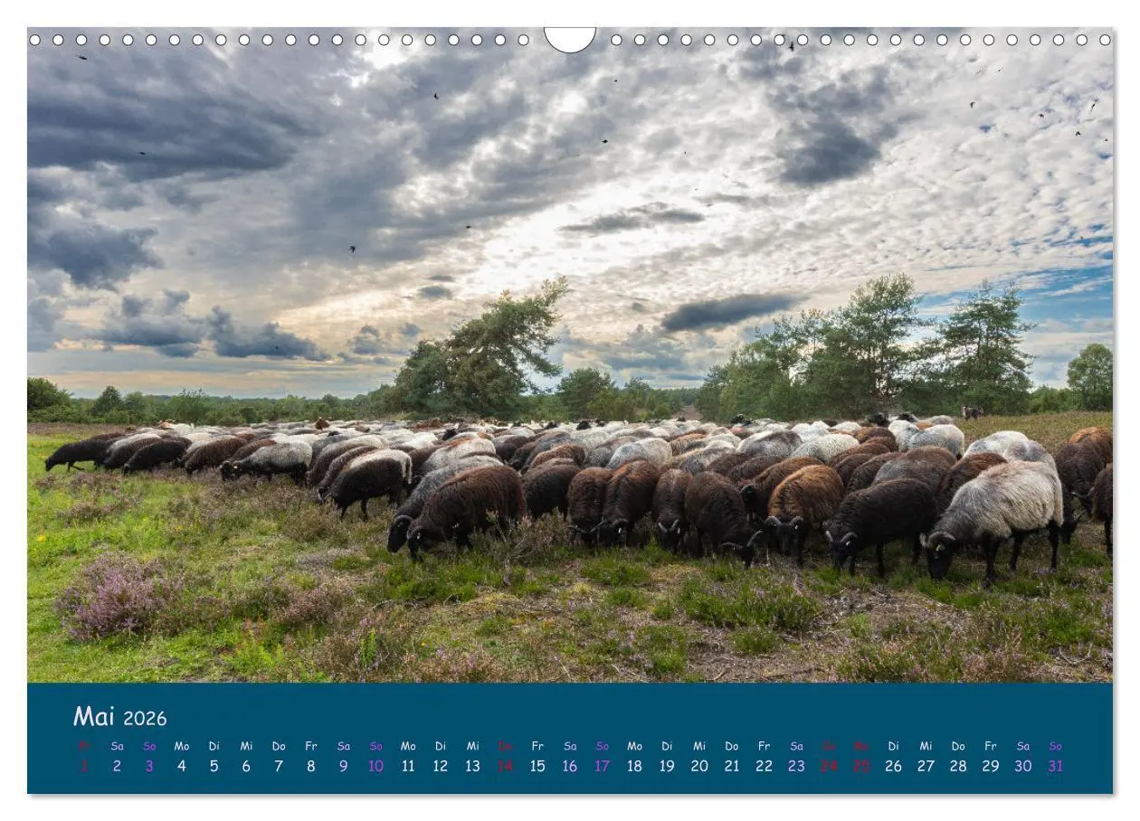Bild: 9783457486283 | Heidschnucken, die prächtigen Schafe der Lüneburger Heide...