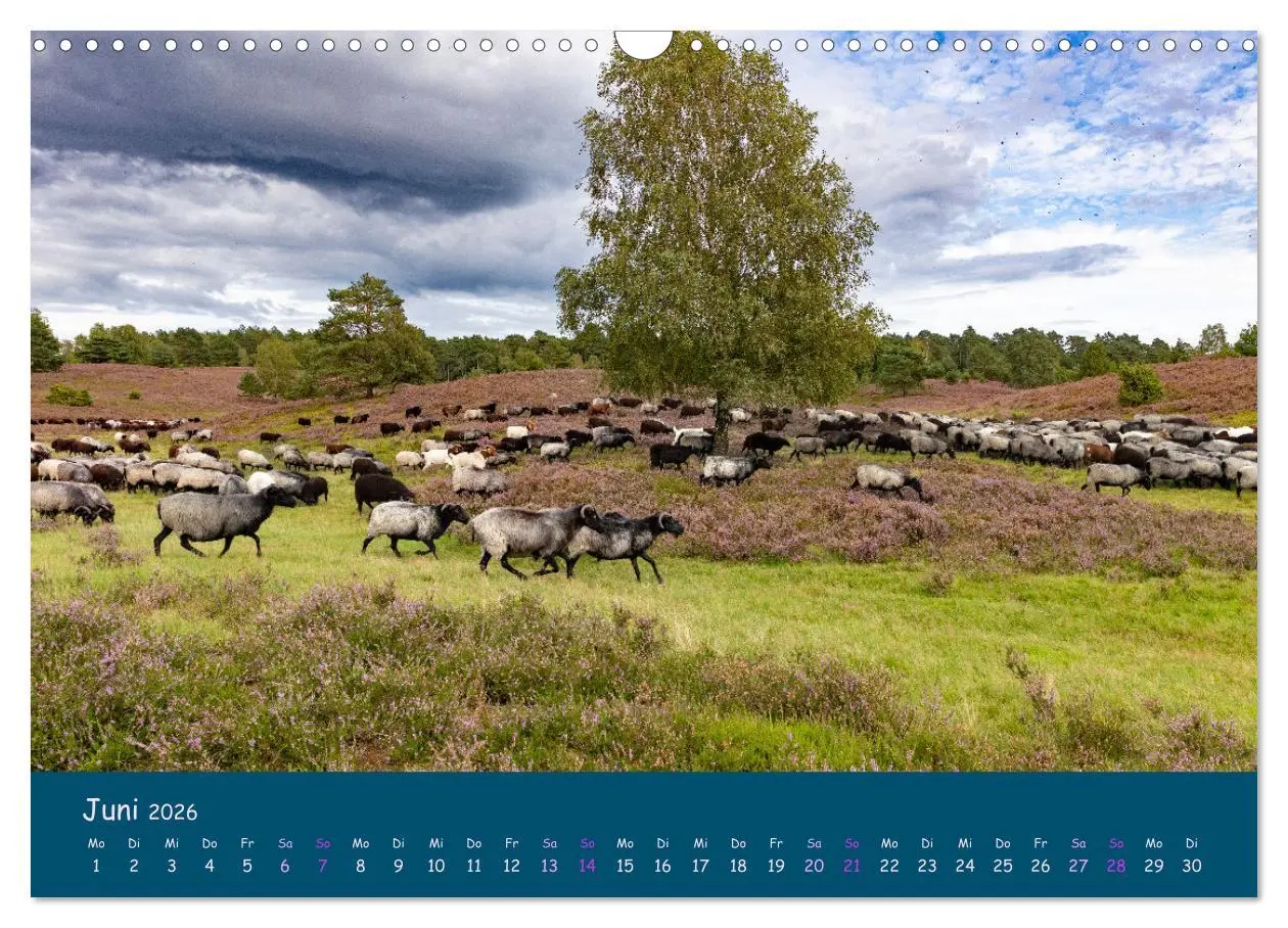 Bild: 9783457486283 | Heidschnucken, die prächtigen Schafe der Lüneburger Heide...