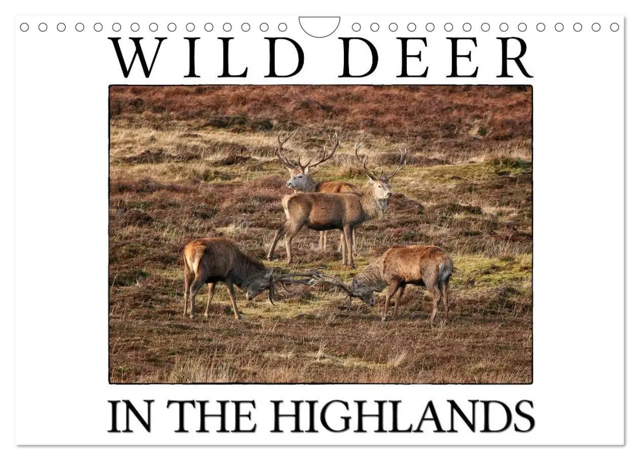 Cover: 9783516576283 | Wild Deer In The Highlands (Wall Calendar 2026 DIN A4 landscape),...