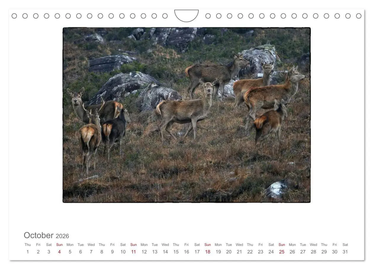 Bild: 9783516576283 | Wild Deer In The Highlands (Wall Calendar 2026 DIN A4 landscape),...