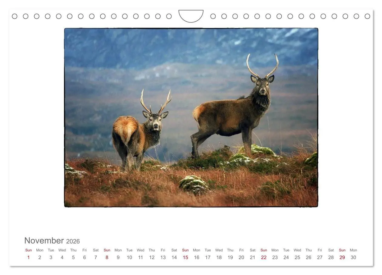 Bild: 9783516576283 | Wild Deer In The Highlands (Wall Calendar 2026 DIN A4 landscape),...