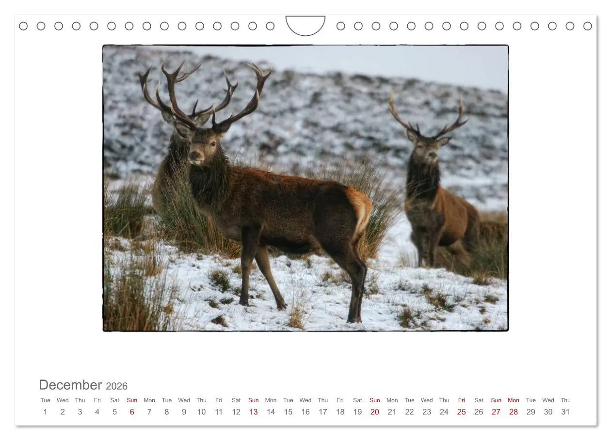 Bild: 9783516576283 | Wild Deer In The Highlands (Wall Calendar 2026 DIN A4 landscape),...