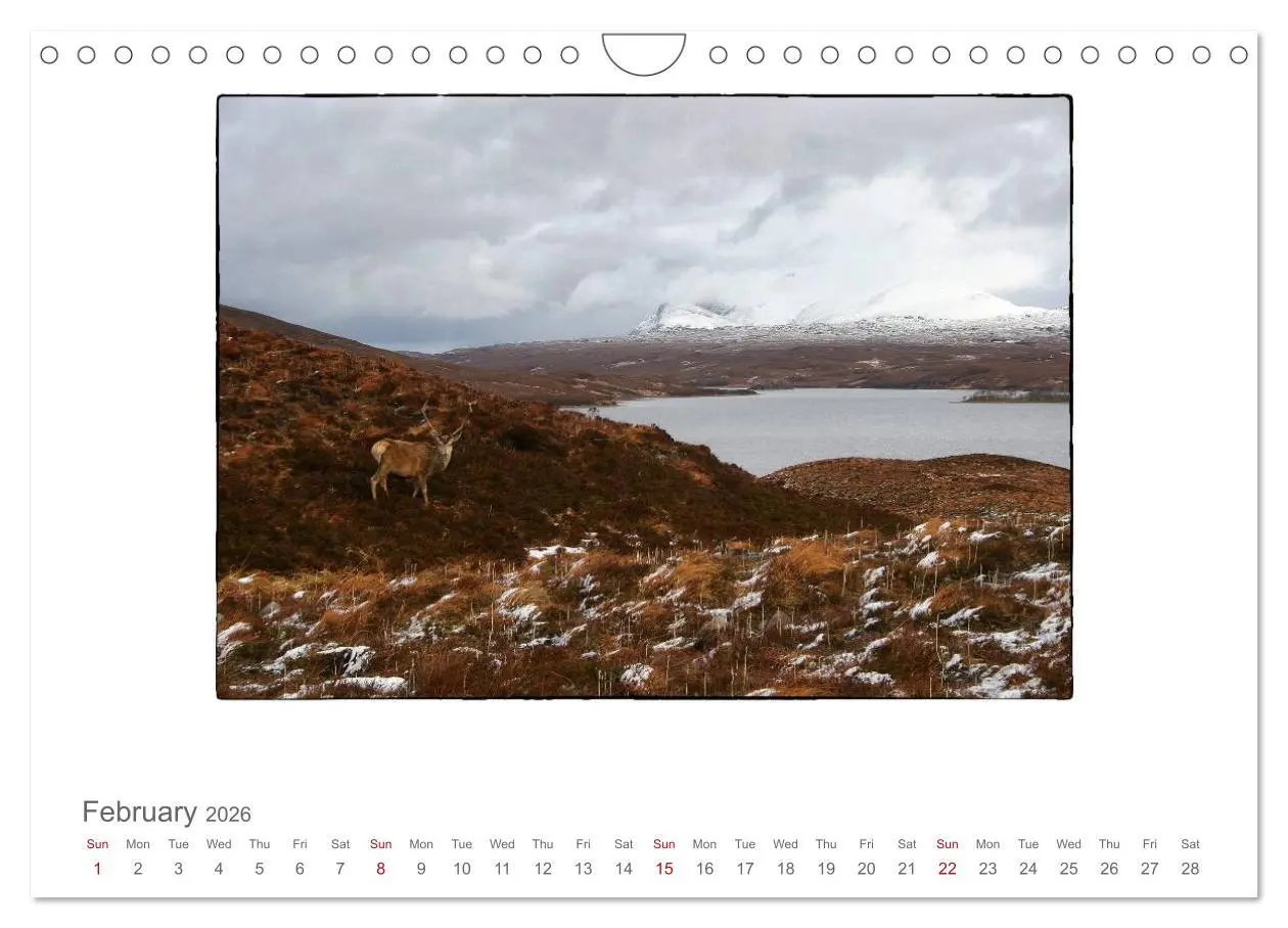 Bild: 9783516576283 | Wild Deer In The Highlands (Wall Calendar 2026 DIN A4 landscape),...