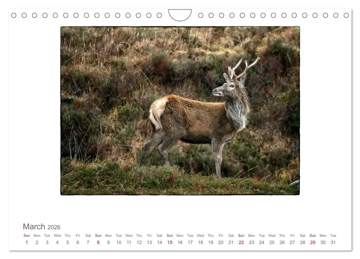 Bild: 9783516576283 | Wild Deer In The Highlands (Wall Calendar 2026 DIN A4 landscape),...