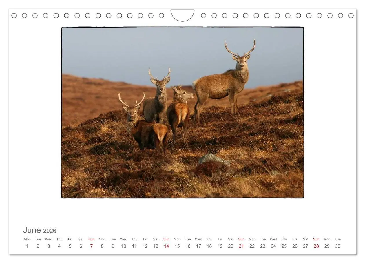 Bild: 9783516576283 | Wild Deer In The Highlands (Wall Calendar 2026 DIN A4 landscape),...