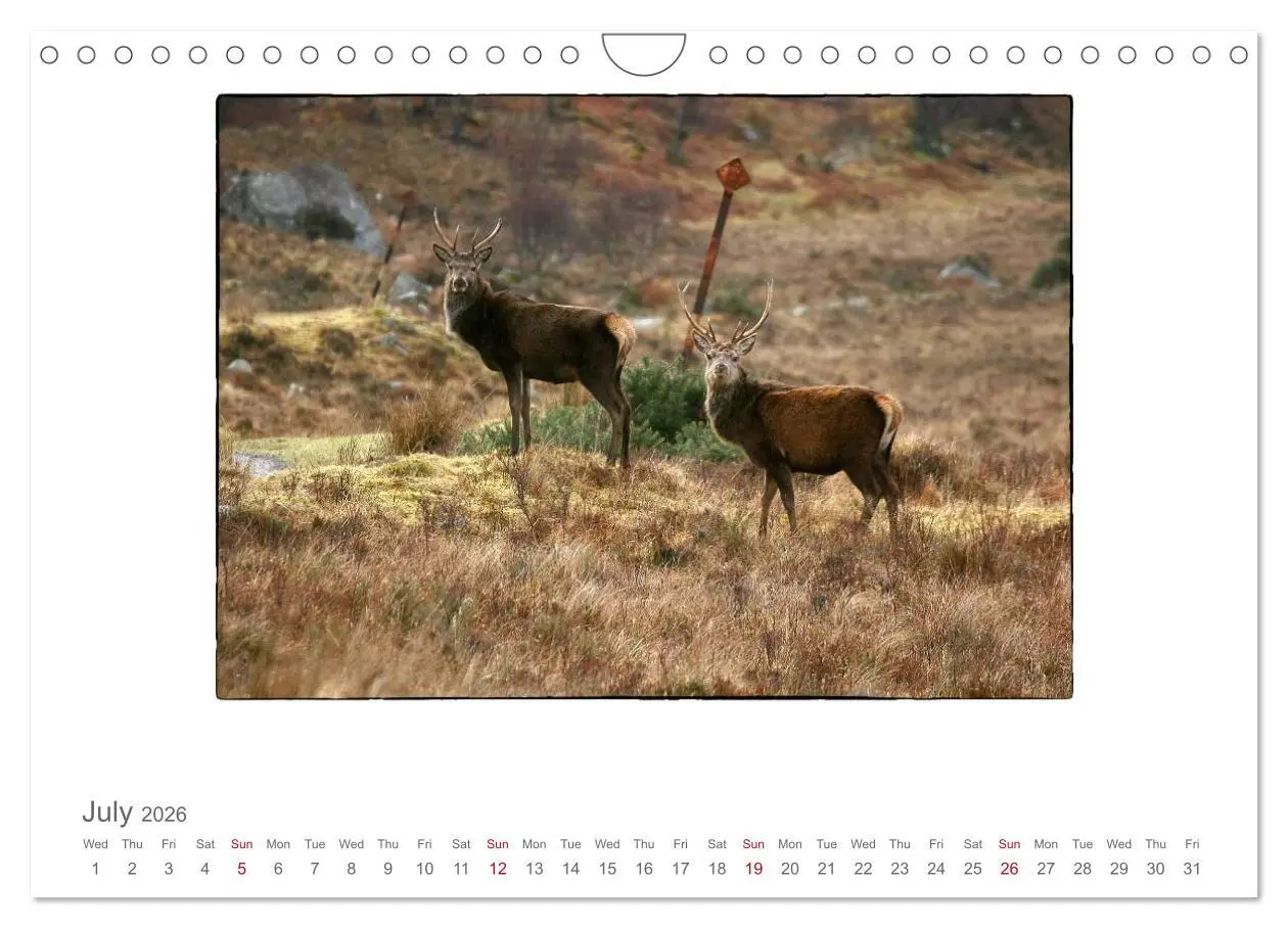 Bild: 9783516576283 | Wild Deer In The Highlands (Wall Calendar 2026 DIN A4 landscape),...