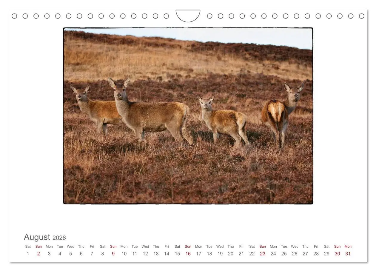 Bild: 9783516576283 | Wild Deer In The Highlands (Wall Calendar 2026 DIN A4 landscape),...