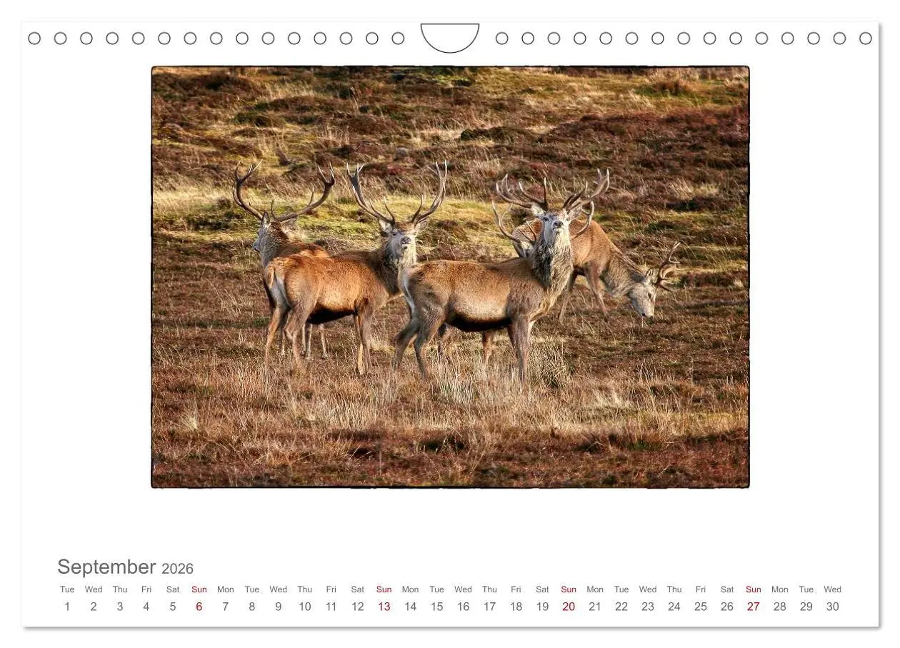 Bild: 9783516576283 | Wild Deer In The Highlands (Wall Calendar 2026 DIN A4 landscape),...