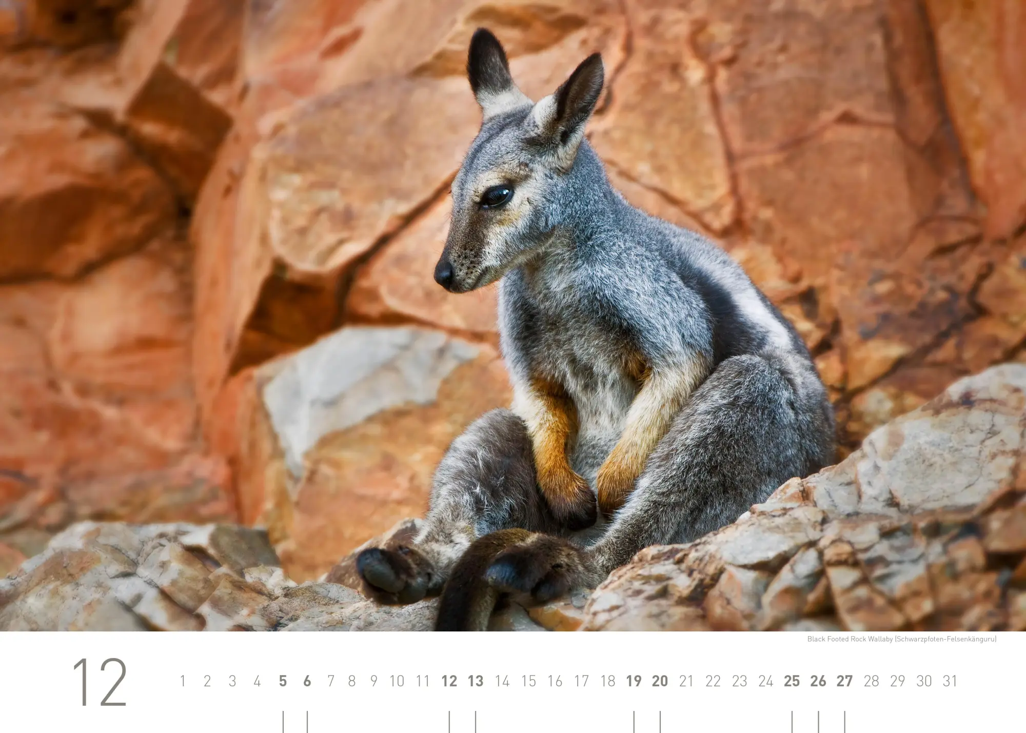 Bild: 9783968556383 | Australien Exklusivkalender 2026 | Limited Edition (70 x 50 cm) | 2026