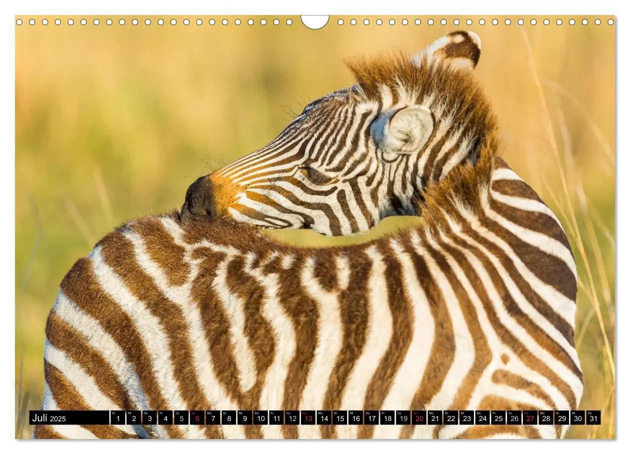 Bild: 9783435676583 | Masai Mara 2025 (Wandkalender 2025 DIN A3 quer), CALVENDO...