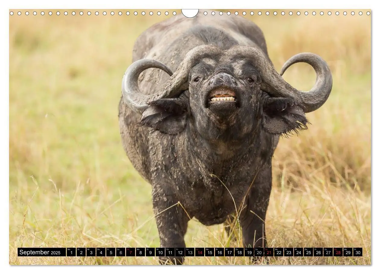 Bild: 9783435676583 | Masai Mara 2025 (Wandkalender 2025 DIN A3 quer), CALVENDO...