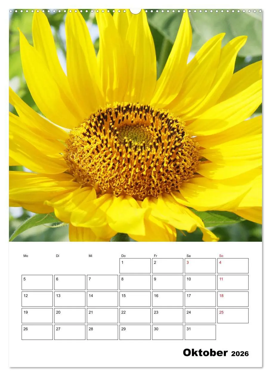 Bild: 9783516396683 | Leuchtende Sonnenblumen (Wandkalender 2026 DIN A2 hoch), CALVENDO...
