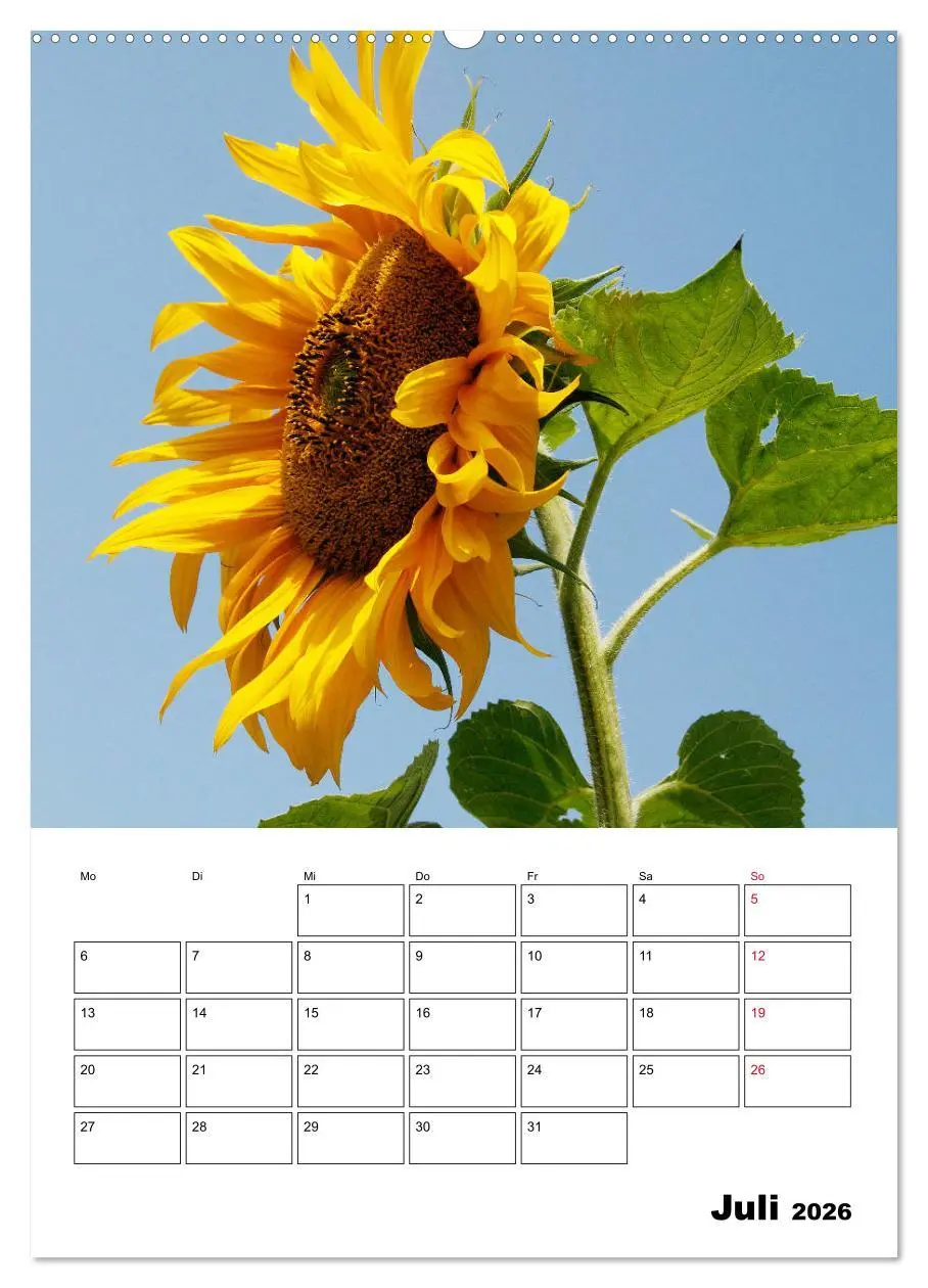 Bild: 9783516396683 | Leuchtende Sonnenblumen (Wandkalender 2026 DIN A2 hoch), CALVENDO...