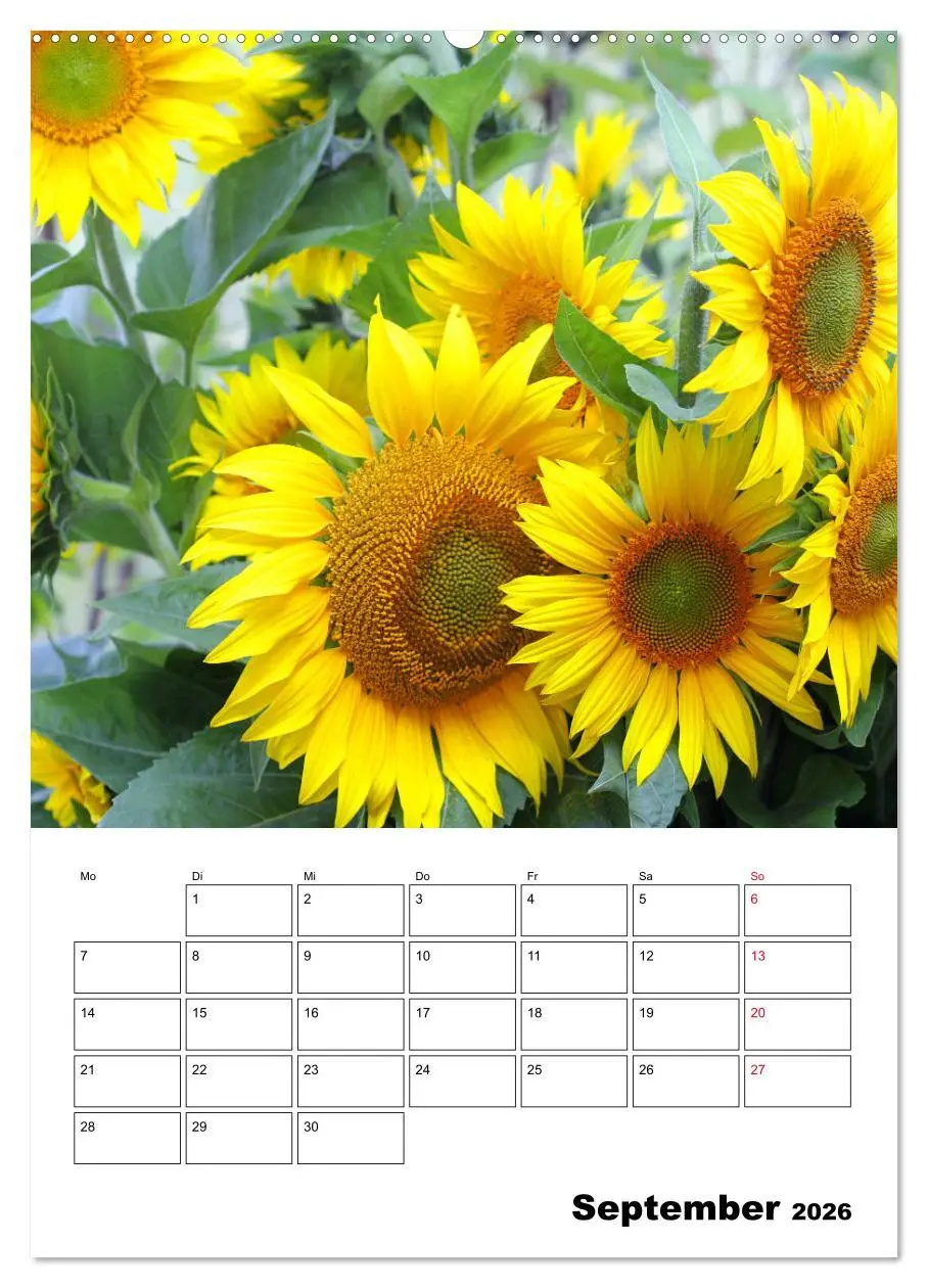 Bild: 9783516396683 | Leuchtende Sonnenblumen (Wandkalender 2026 DIN A2 hoch), CALVENDO...