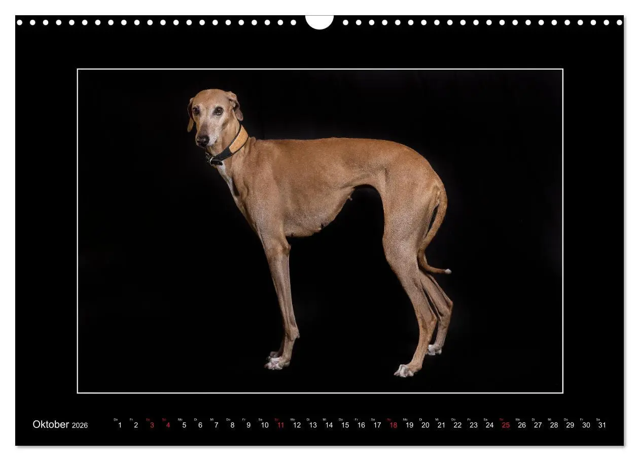 Bild: 9783457746783 | Windhunde - Schnelle Schönheiten (Wandkalender 2026 DIN A3 quer),...