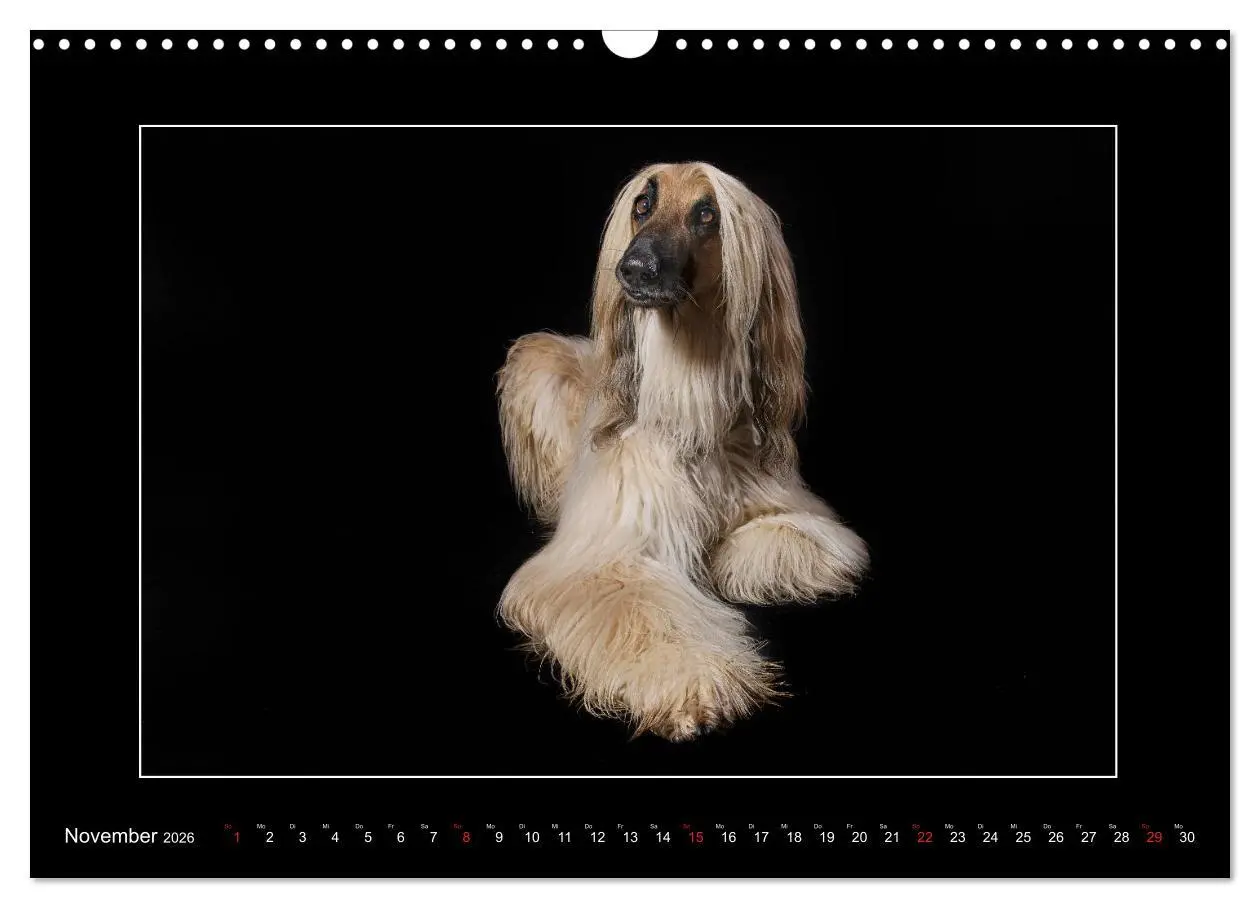 Bild: 9783457746783 | Windhunde - Schnelle Schönheiten (Wandkalender 2026 DIN A3 quer),...