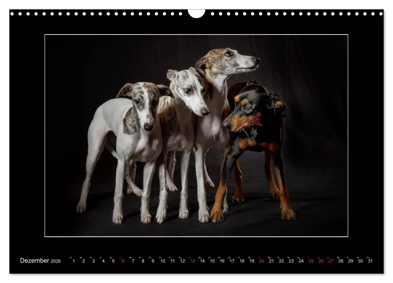 Bild: 9783457746783 | Windhunde - Schnelle Schönheiten (Wandkalender 2026 DIN A3 quer),...