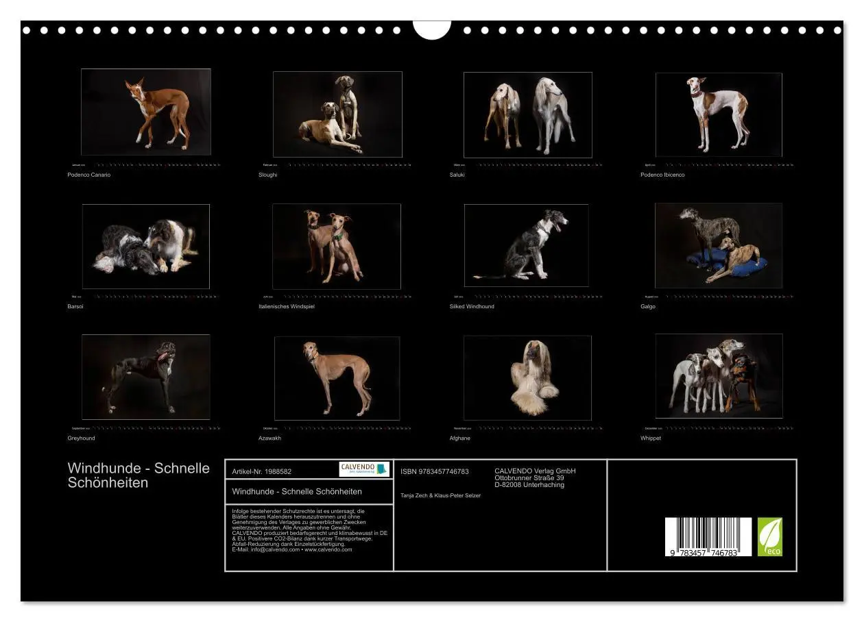 Bild: 9783457746783 | Windhunde - Schnelle Schönheiten (Wandkalender 2026 DIN A3 quer),...