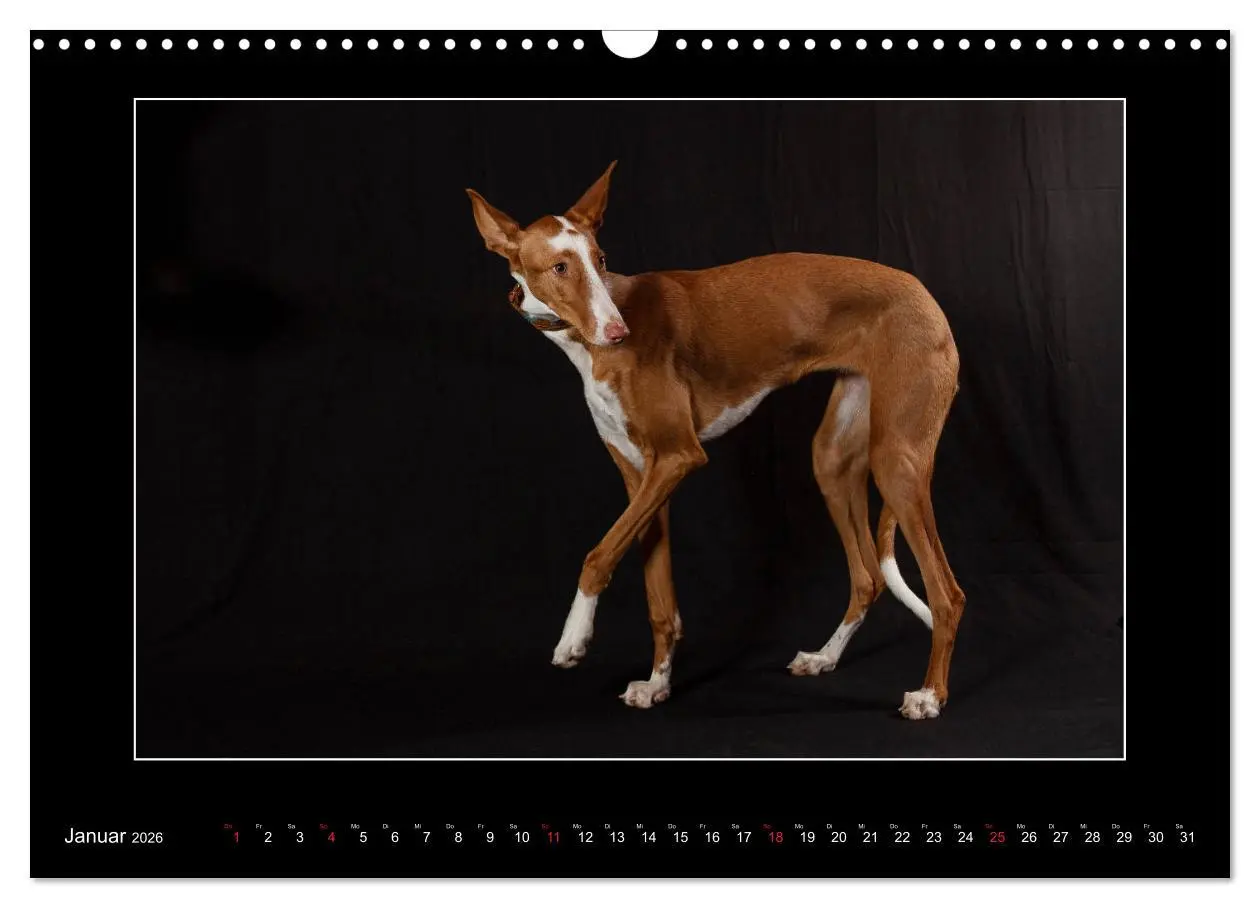 Bild: 9783457746783 | Windhunde - Schnelle Schönheiten (Wandkalender 2026 DIN A3 quer),...