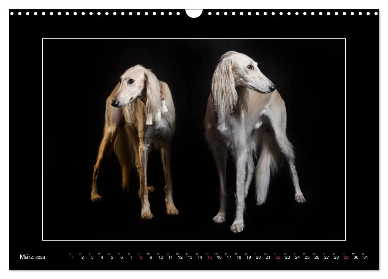 Bild: 9783457746783 | Windhunde - Schnelle Schönheiten (Wandkalender 2026 DIN A3 quer),...