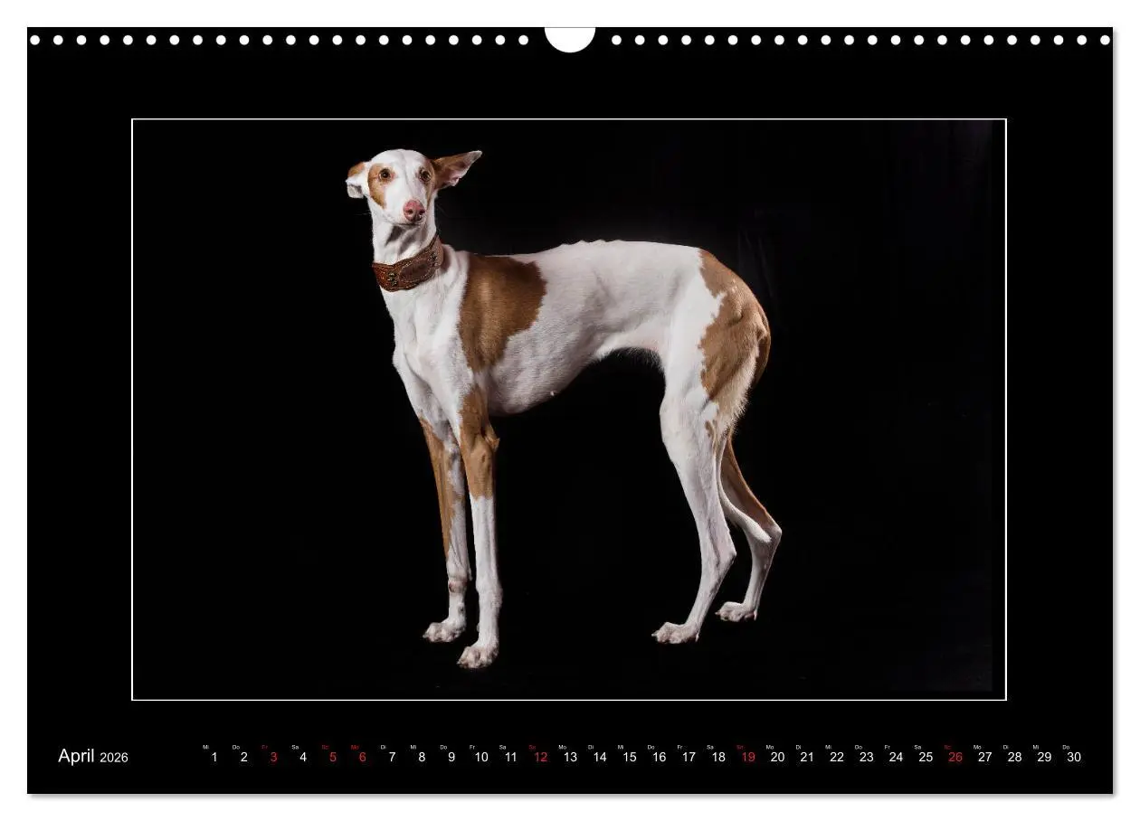 Bild: 9783457746783 | Windhunde - Schnelle Schönheiten (Wandkalender 2026 DIN A3 quer),...