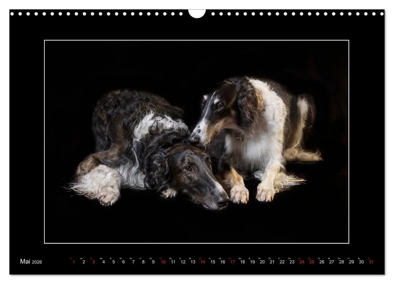 Bild: 9783457746783 | Windhunde - Schnelle Schönheiten (Wandkalender 2026 DIN A3 quer),...