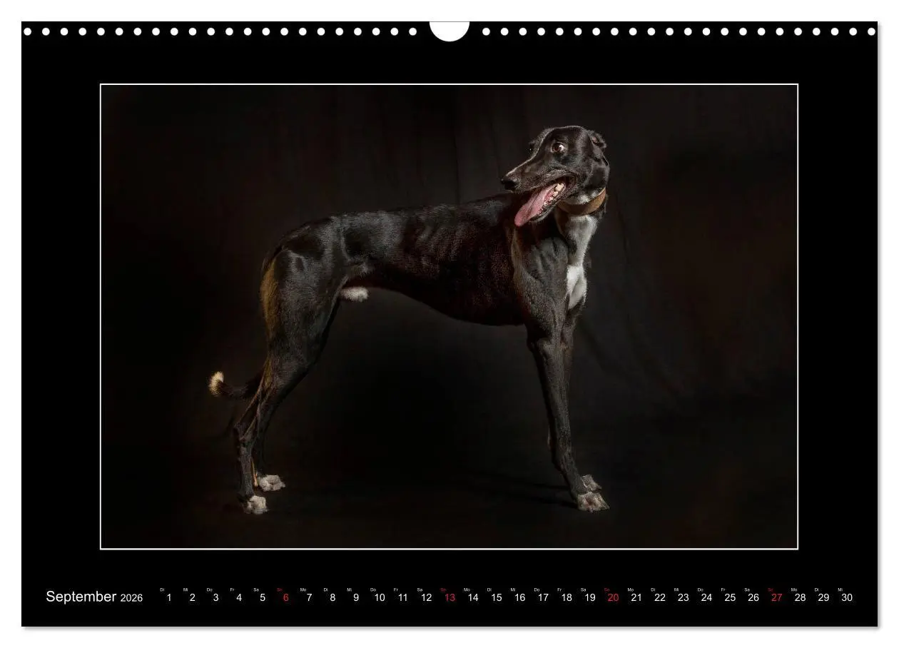 Bild: 9783457746783 | Windhunde - Schnelle Schönheiten (Wandkalender 2026 DIN A3 quer),...
