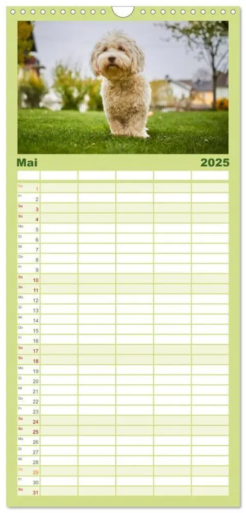 Bild: 9783457116883 | Familienplaner 2025 - Havaneser - Herz aus Gold mit 5 Spalten...