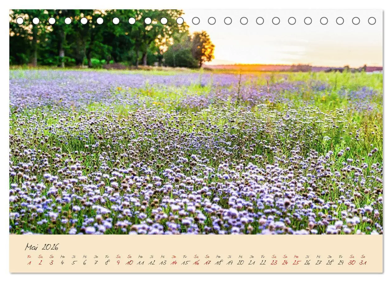 Bild: 9783457596883 | Friedländer Große Wiese (Tischkalender 2026 DIN A5 quer), CALVENDO...