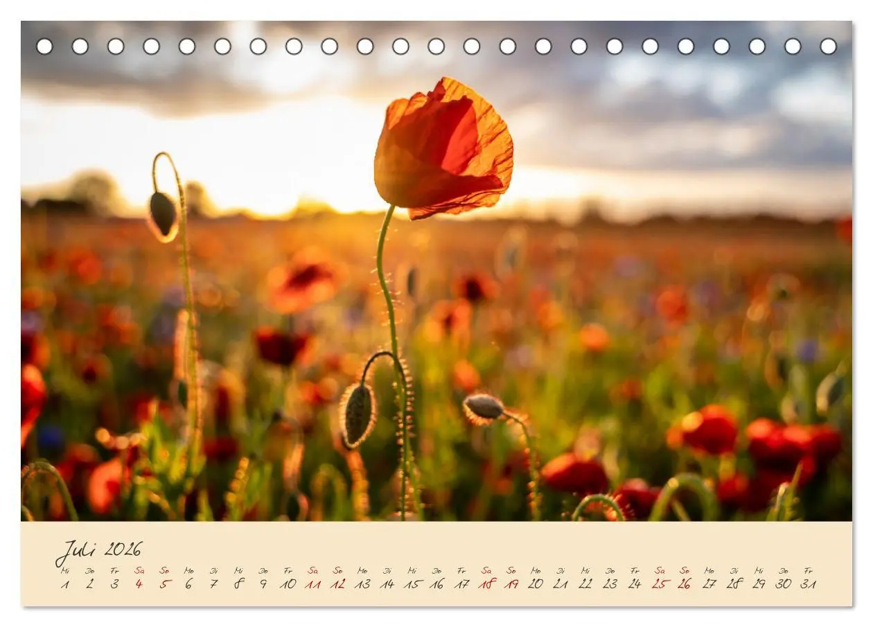 Bild: 9783457596883 | Friedländer Große Wiese (Tischkalender 2026 DIN A5 quer), CALVENDO...