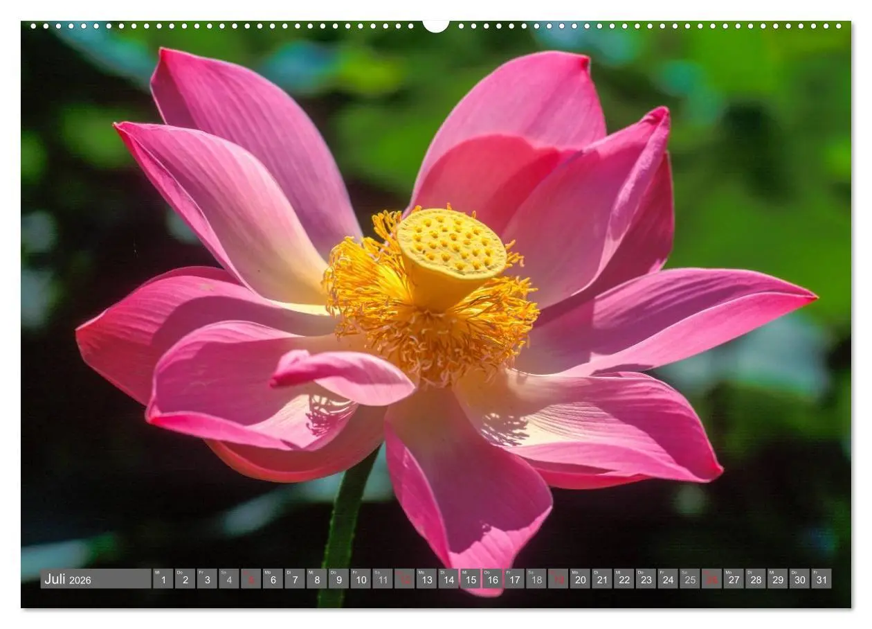 Bild: 9783516066883 | Peter Fischer - Bali 2026 (hochwertiger Premium Wandkalender 2026...