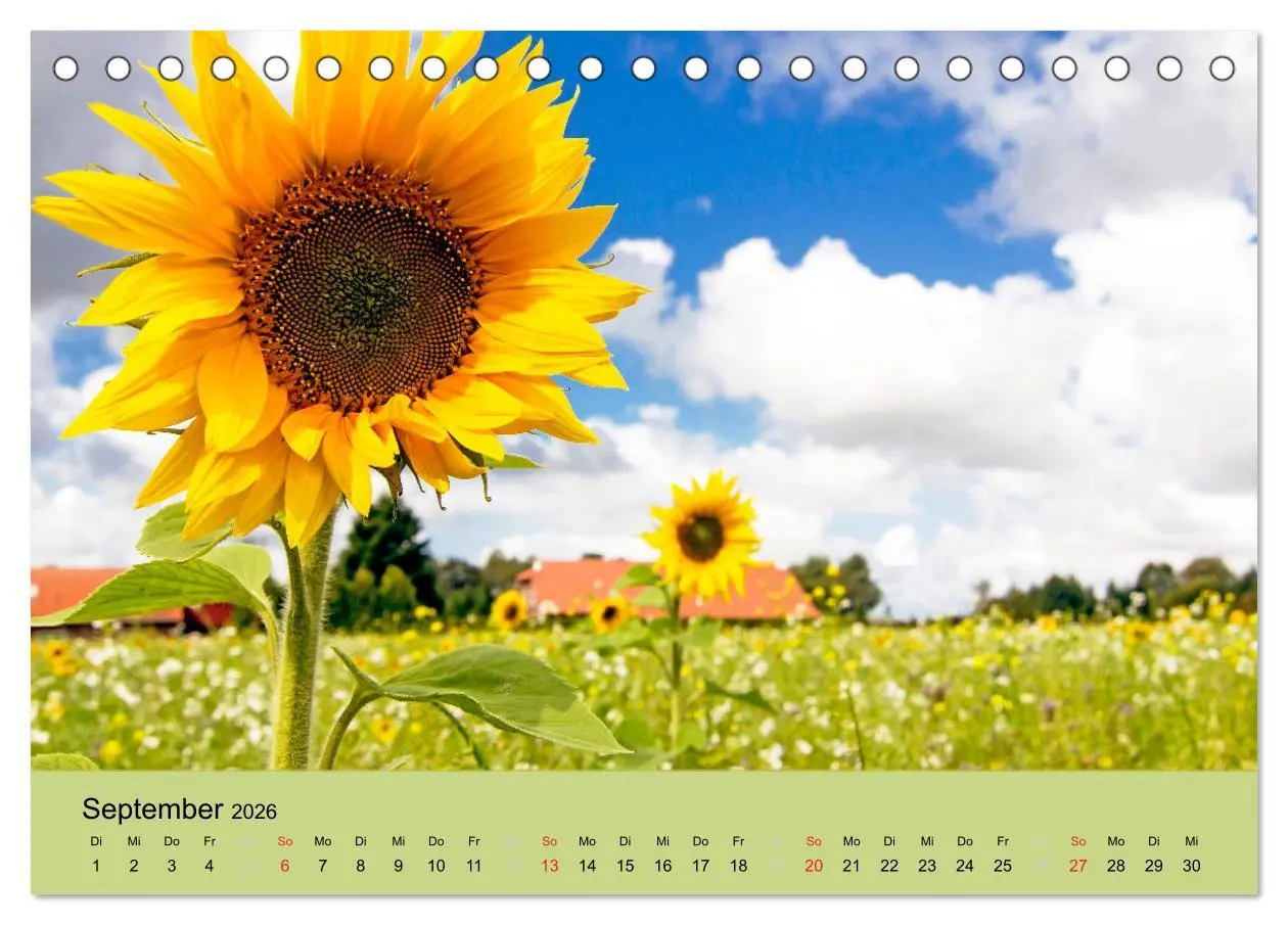 Bild: 9783457966983 | Nordsee - Traum (Tischkalender 2026 DIN A5 quer), CALVENDO...