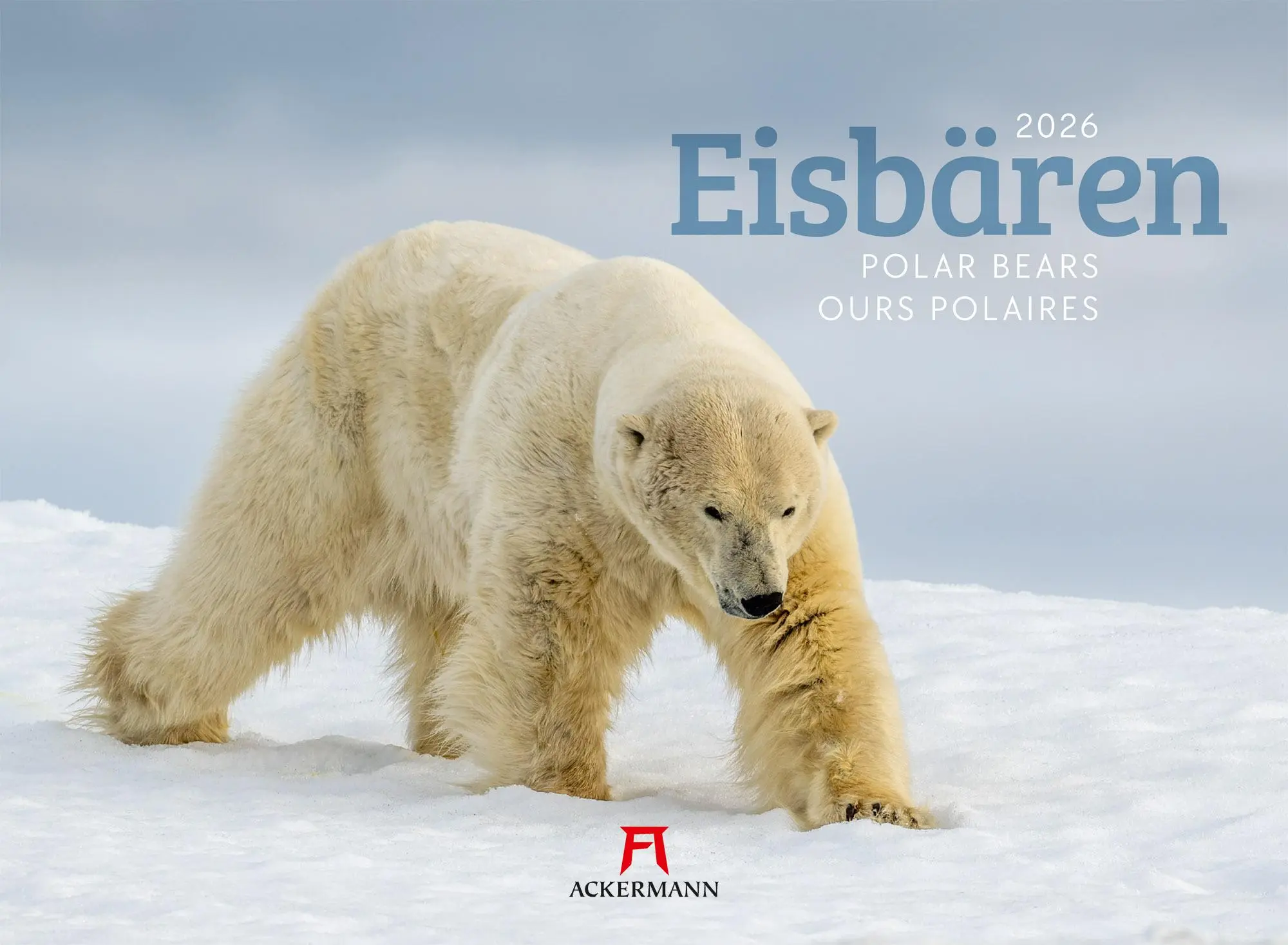 Cover: 9783838426983 | Eisbären Kalender 2026 | Ackermann Kunstverlag GmbH | Kalender | 14 S.