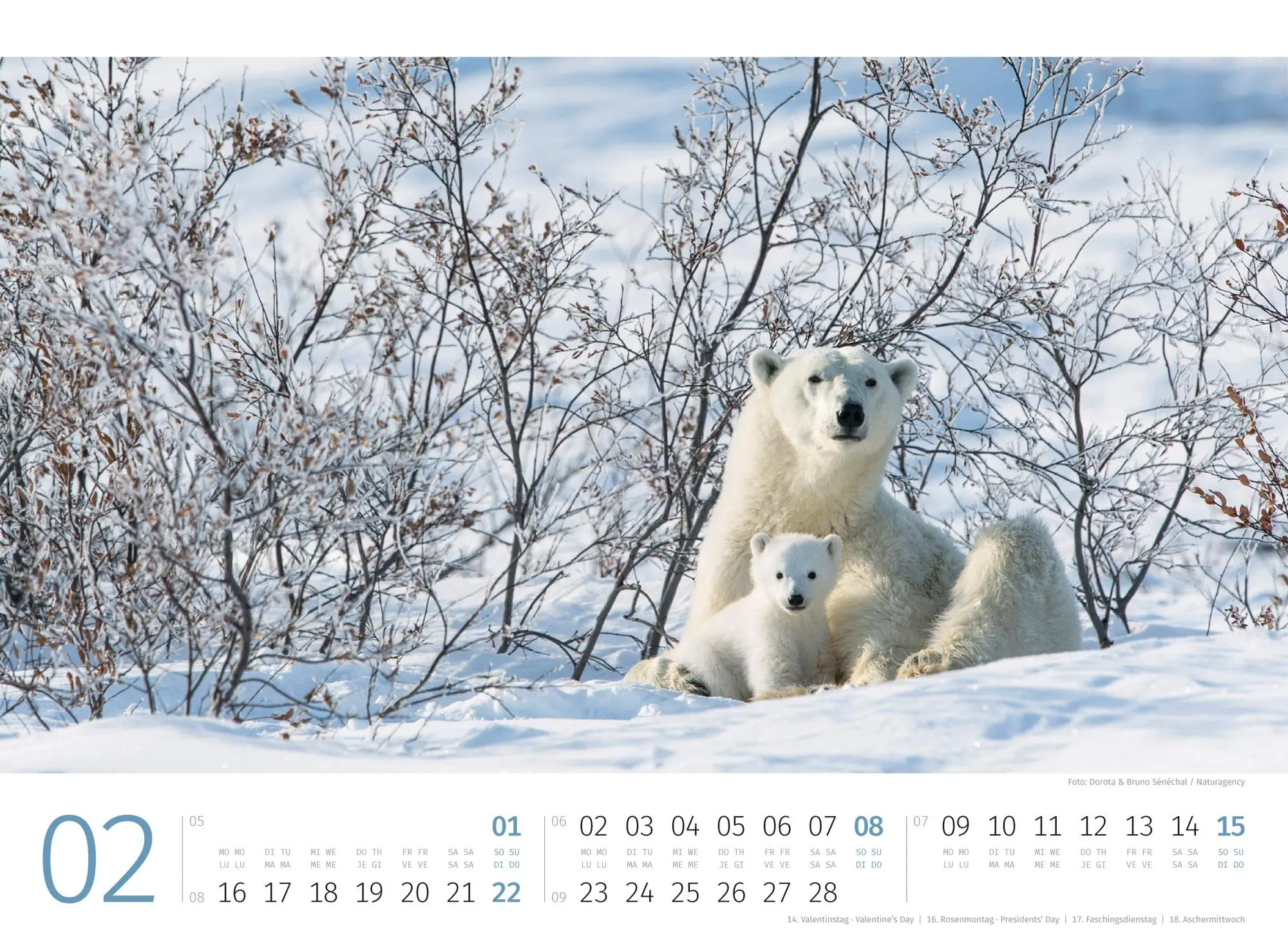 Bild: 9783838426983 | Eisbären Kalender 2026 | Ackermann Kunstverlag GmbH | Kalender | 14 S.